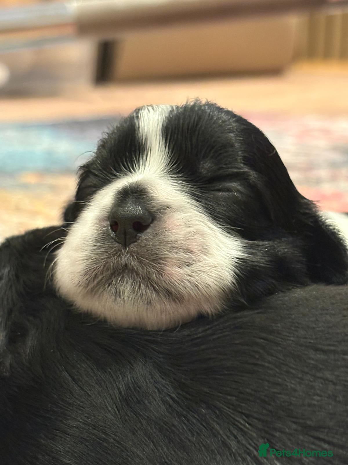 Shih Tzu dogs for sale: Shih Tzu Puppies From Small Imperial-Type Mum - Advert 12