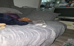 Perdoll cats for sale: Persian ragdoll kittens - Image 1