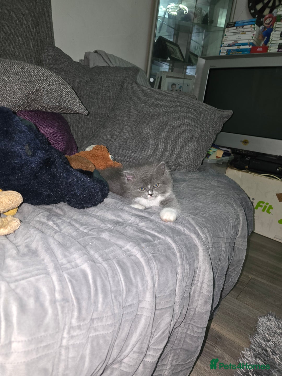 Perdoll cats for sale: Persian ragdoll kittens - Image 1