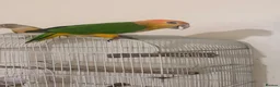 Parrots birds for sale: White bellied Caiques - Advert 2
