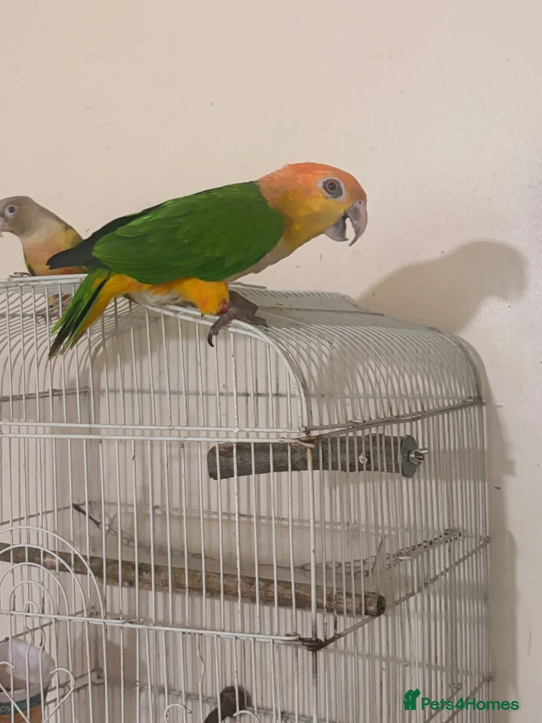 Parrots birds for sale: White bellied Caiques - Advert 2