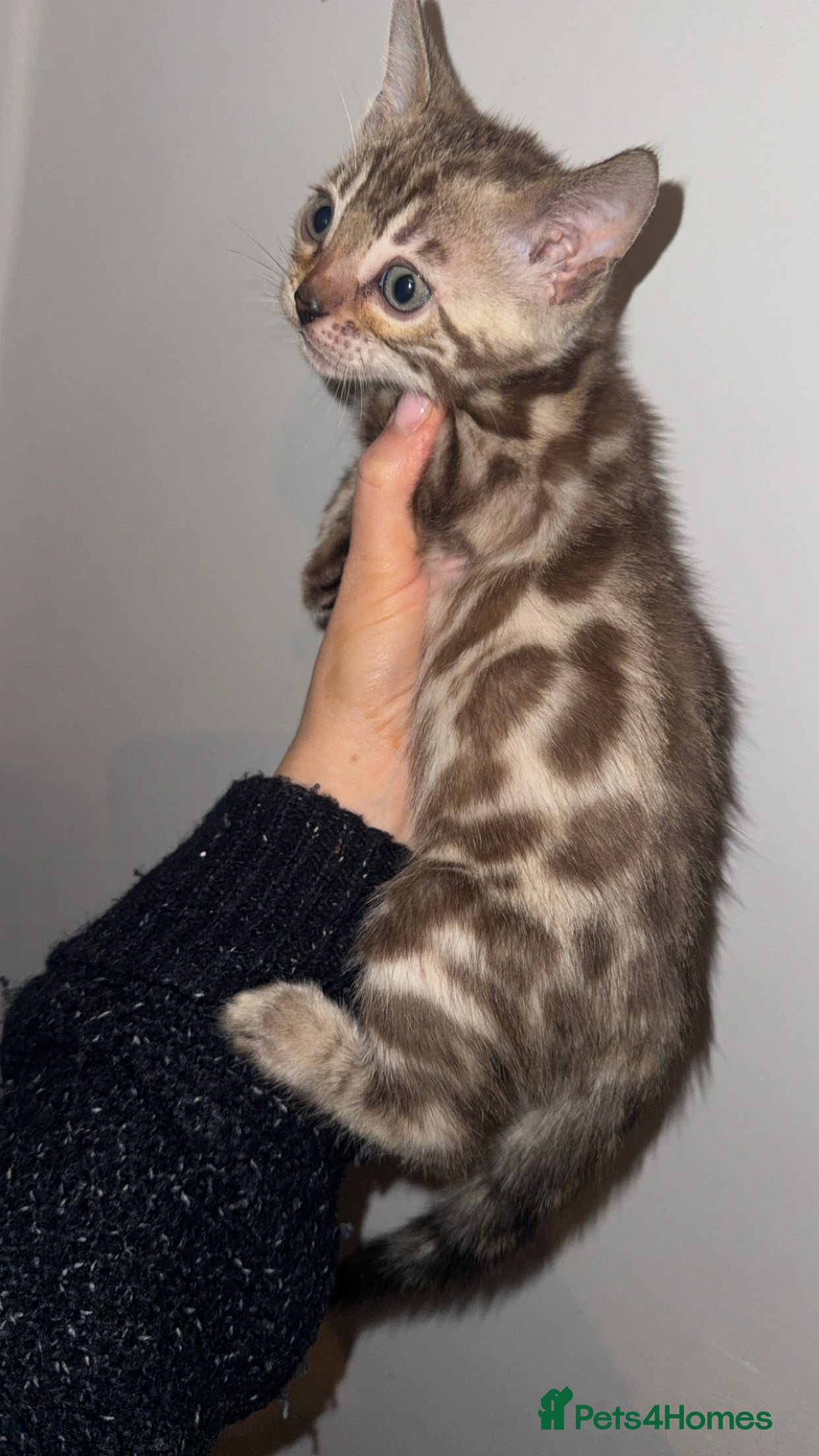 Bengal cats Bengal kittens  - Advert 1