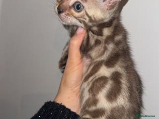 Bengal cats Bengal kittens - Advert 4