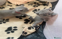 British Shorthair cats for sale: •Blue BSH Kittens – Ready Now . Last kitten left  - Image 14