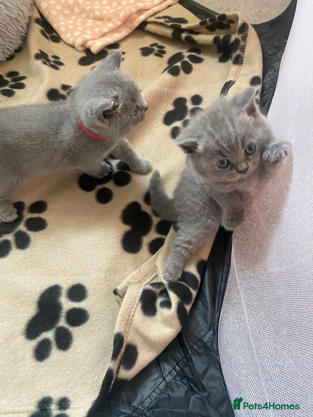 British Shorthair cats for sale: •Blue BSH Kittens – Ready Now . Last kitten left  - Image 14