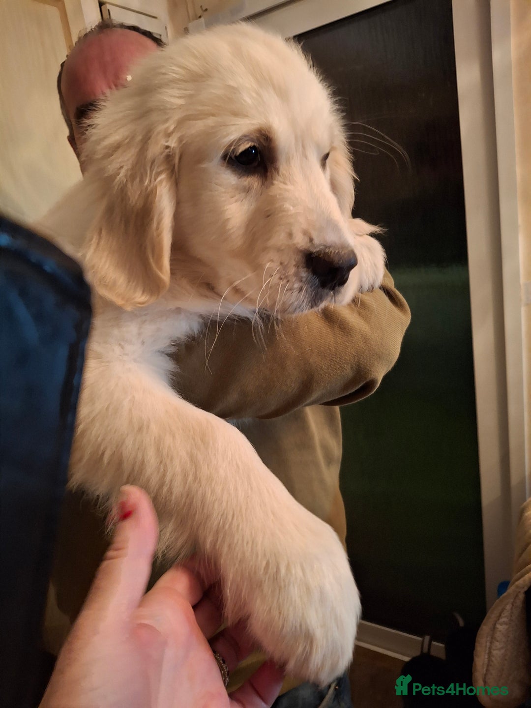 Golden Retriever dogs for sale: KC Registered Golden Retreiver Puppies  - Advert 16