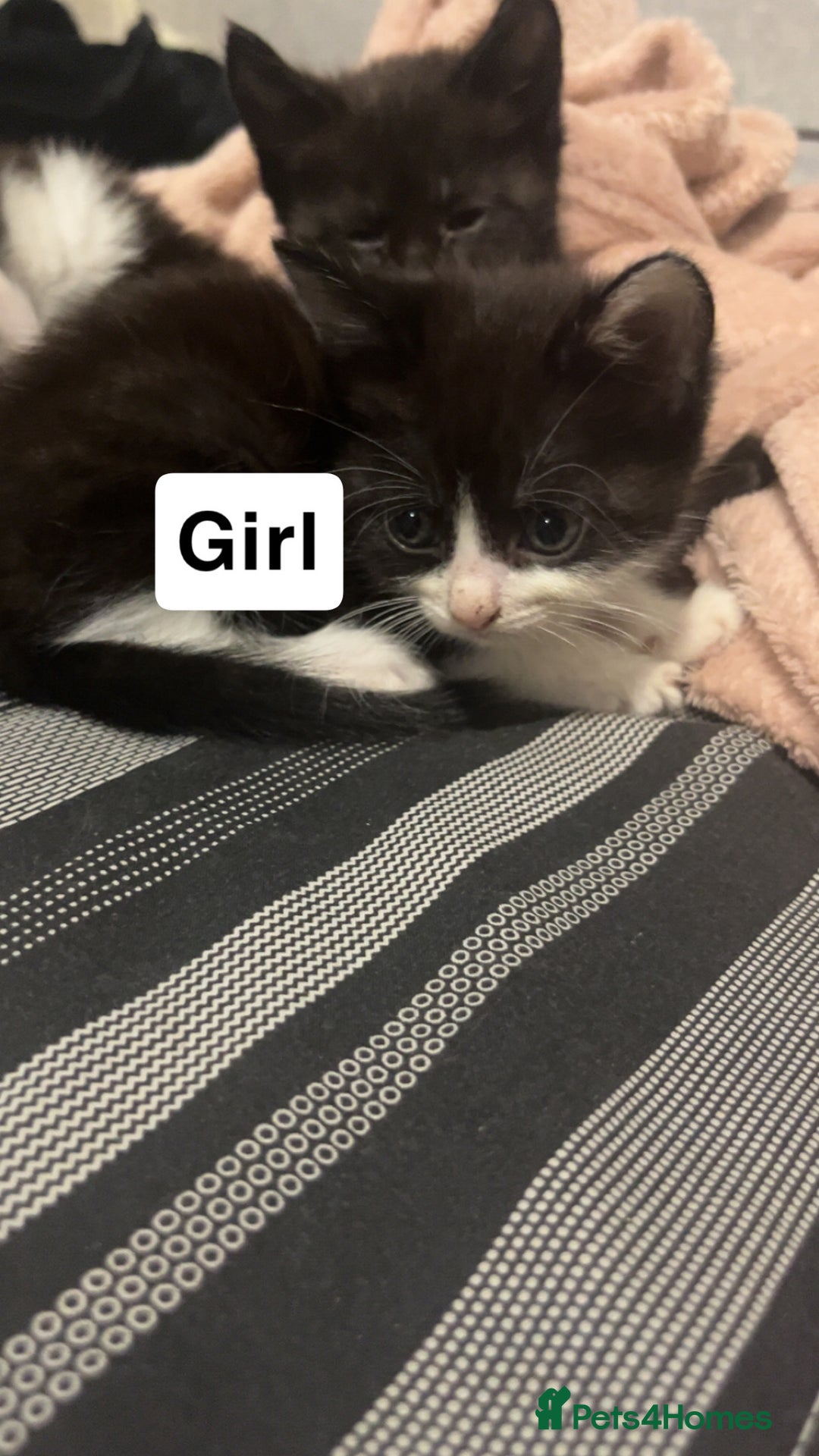 Mixed Breed cats for sale: Kittens for sale  - Image 3
