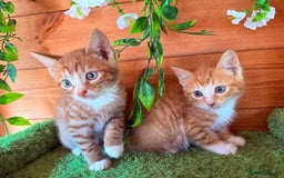 Domestic Shorthair cats for sale: GORGEOUS SHORT HAIRED FAMILY KITTENS  - Image 12