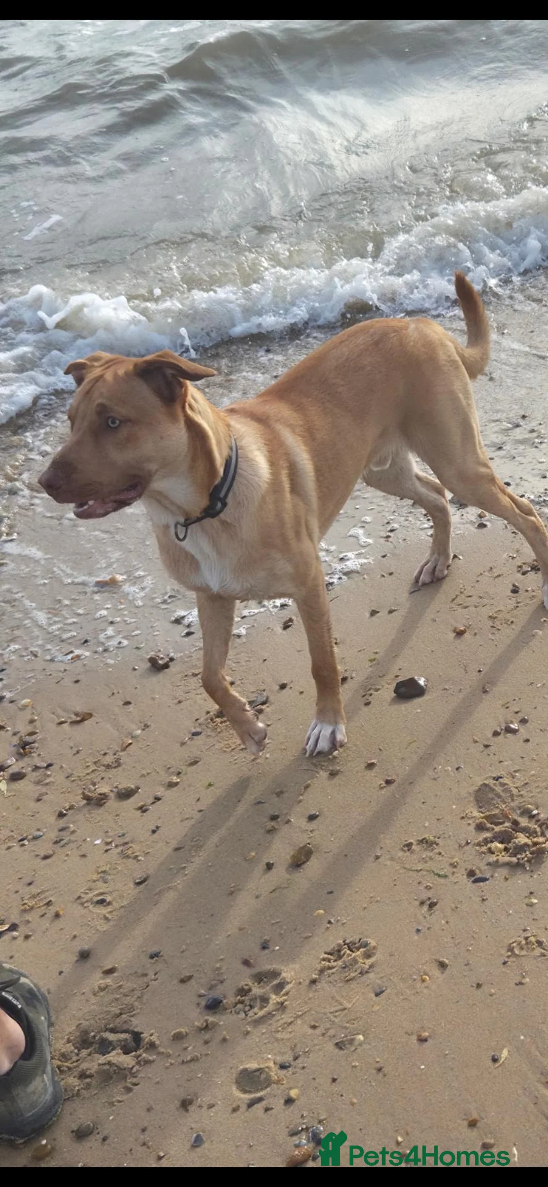 Mixed Breed dogs for sale: Border collie cross  in Coventry - Advert 1