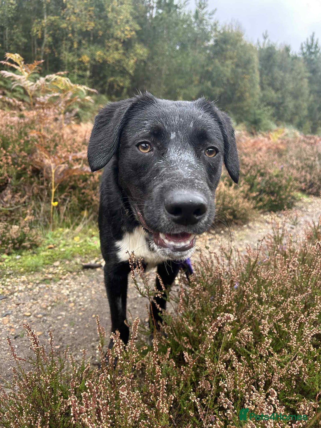 Mixed Breed dogs for adoption: Barney - Norwich norfolk  - Image 3