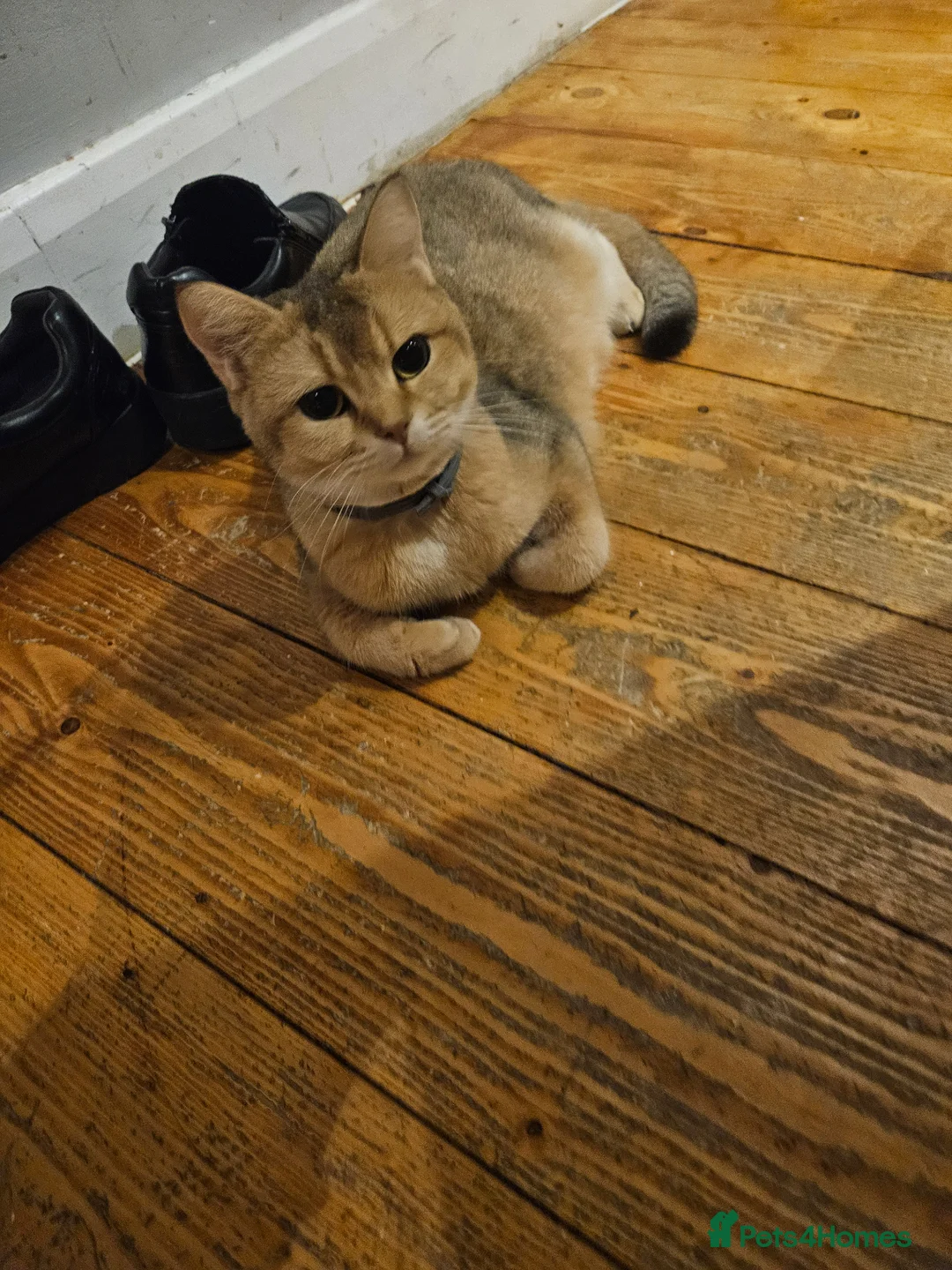 Scottish Fold cats for sale: Stunning Straight Queen - Advert 2