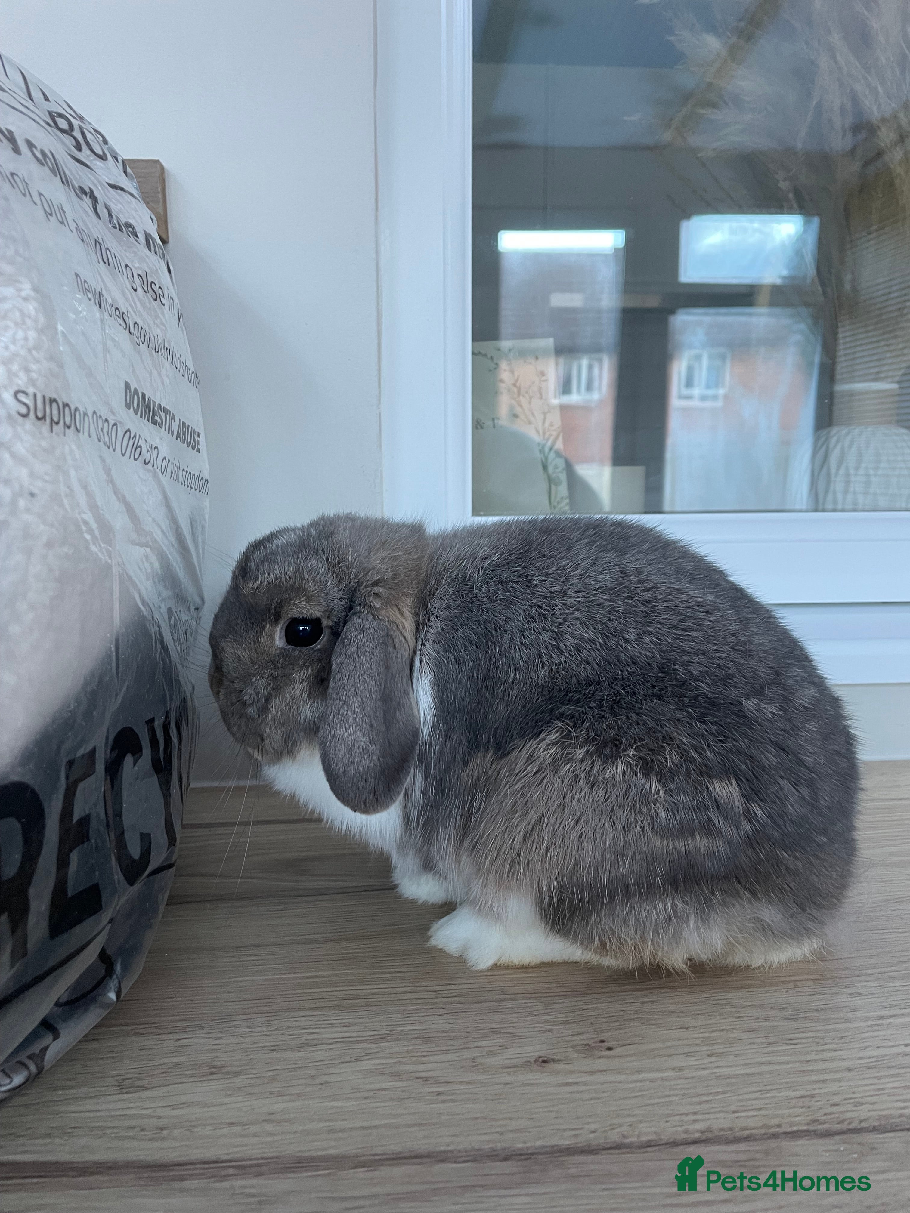 English Lop rabbits Bunny for Sale  - Advert 2