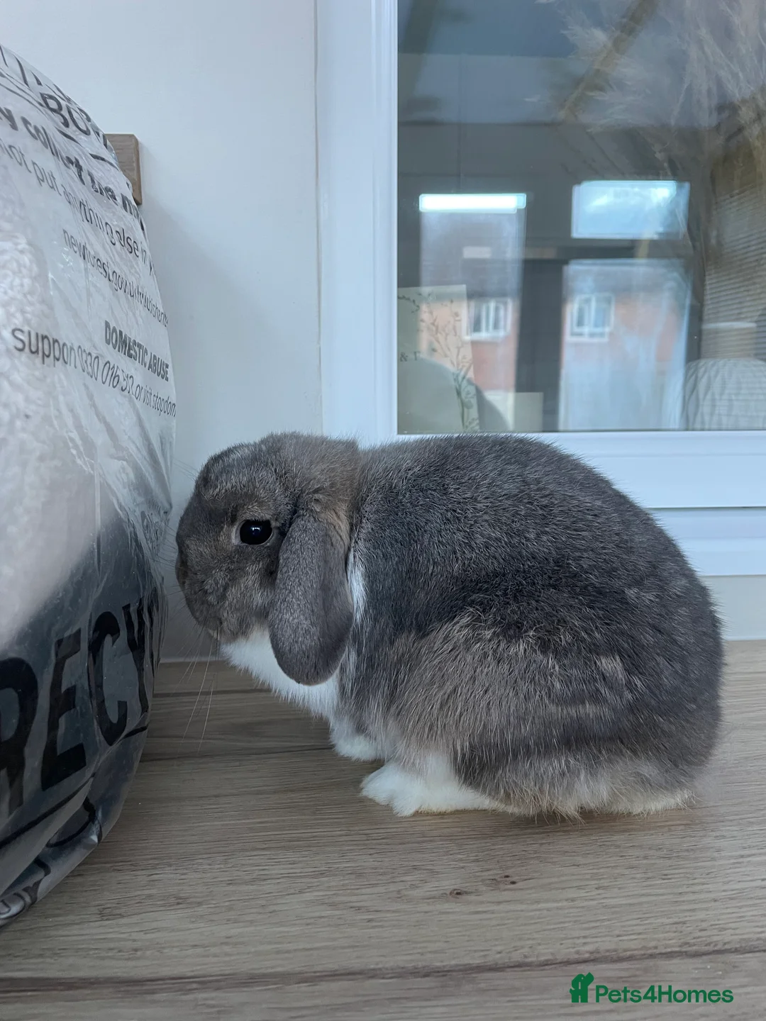 English Lop rabbits for sale: Bunny for Sale  - Advert 1