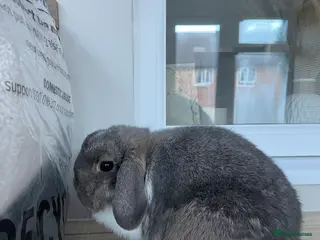 English Lop rabbits Bunny for Sale - Advert 2