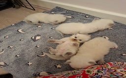Ragdoll cats for sale: Stunning Ragdoll kittens  - Image 3