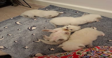 Ragdoll cats - Advert 10