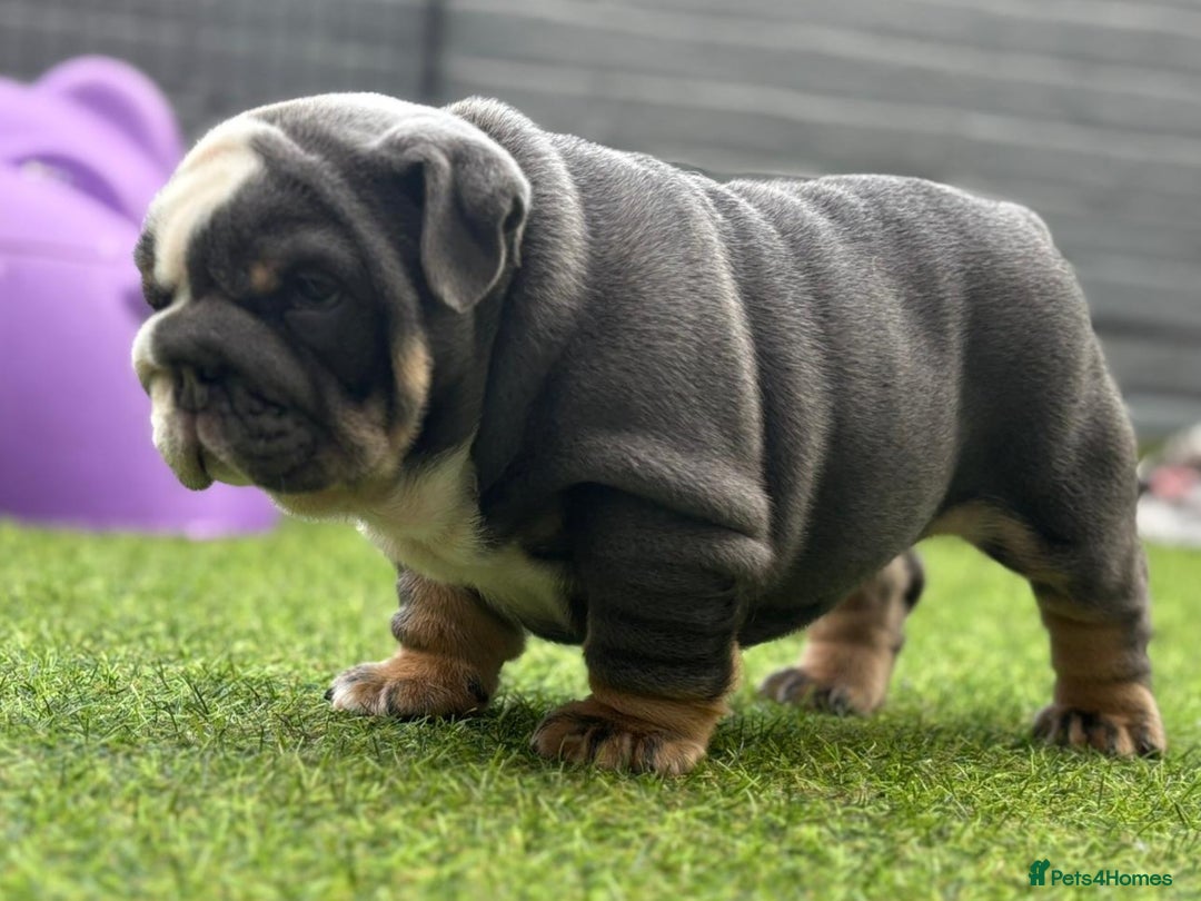 English Bulldog dogs for sale: Exceptional English Bulldog Puppies - Image 15