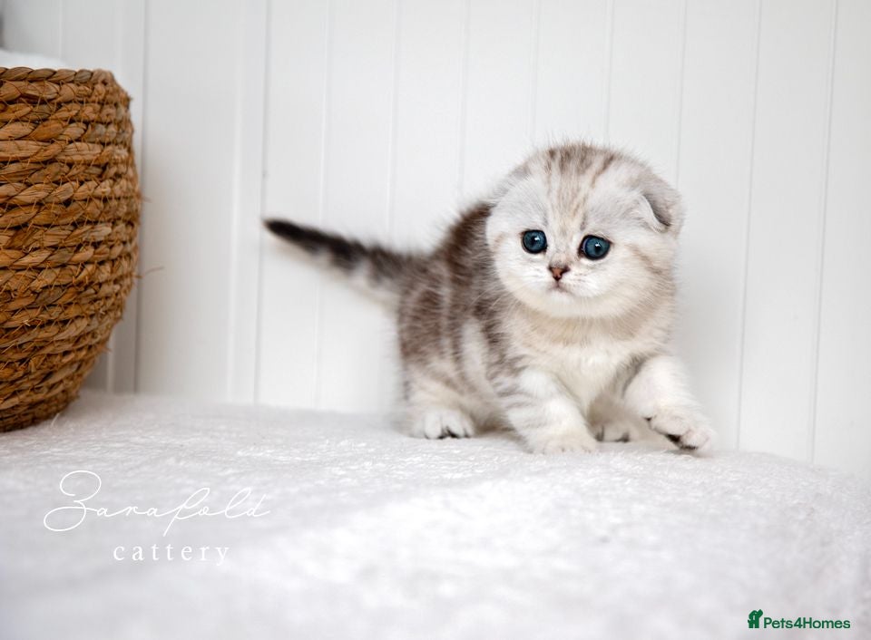 Scottish Fold cats Scottish Fold Healthy & Socialised - Advert 14
