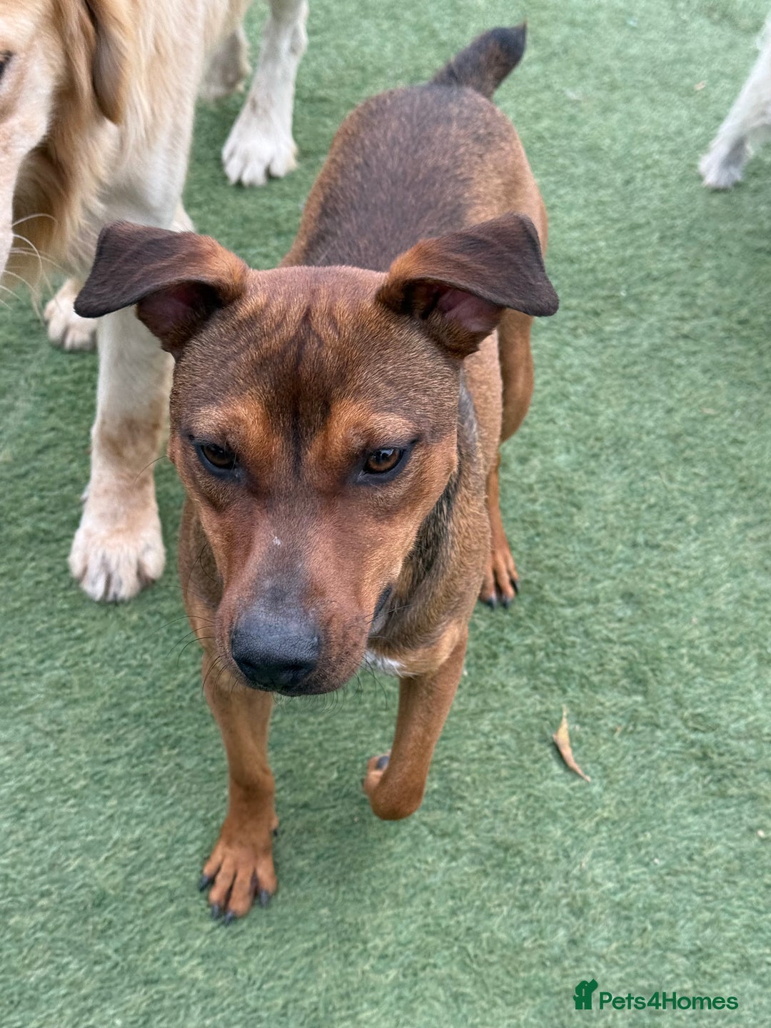 Mixed Breed dogs for adoption: Sweet Gomez looking for Love  - Image 13