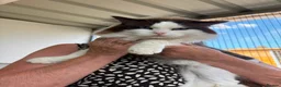Ragdoll cats for sale: Breeding pair of Ragdolls - Advert 2