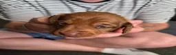 Miniature Dachshund dogs for sale: Miniature Dachshunds - Advert 22