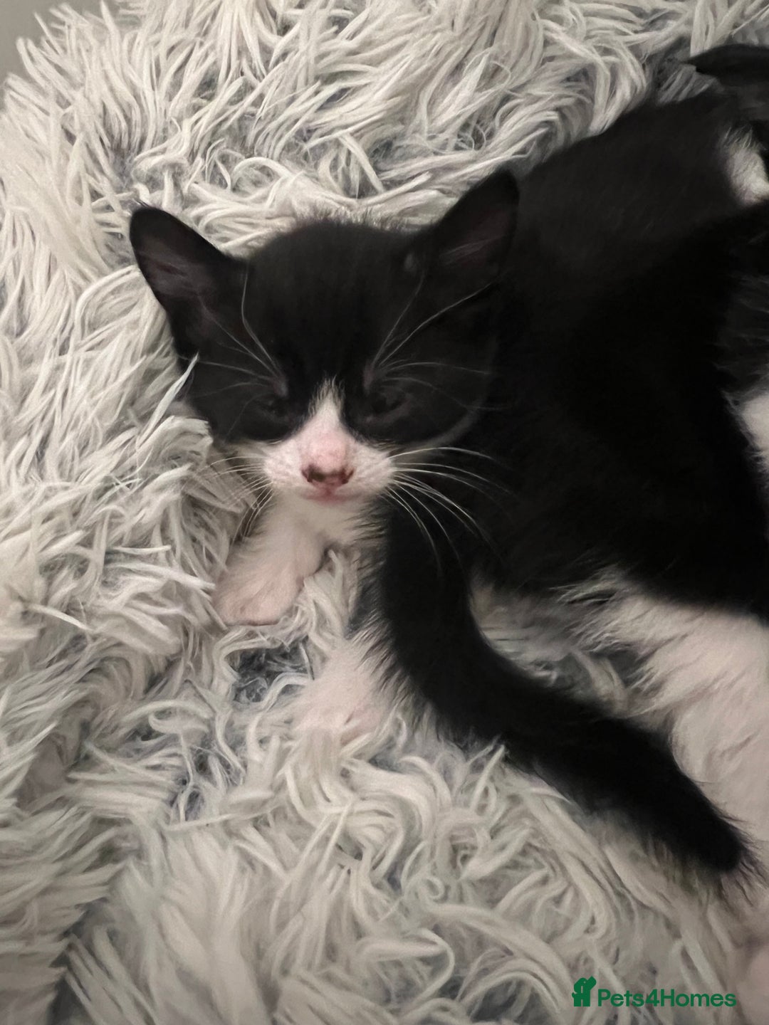 Mixed Breed cats for sale: 5 black and white kittens  - Advert 6