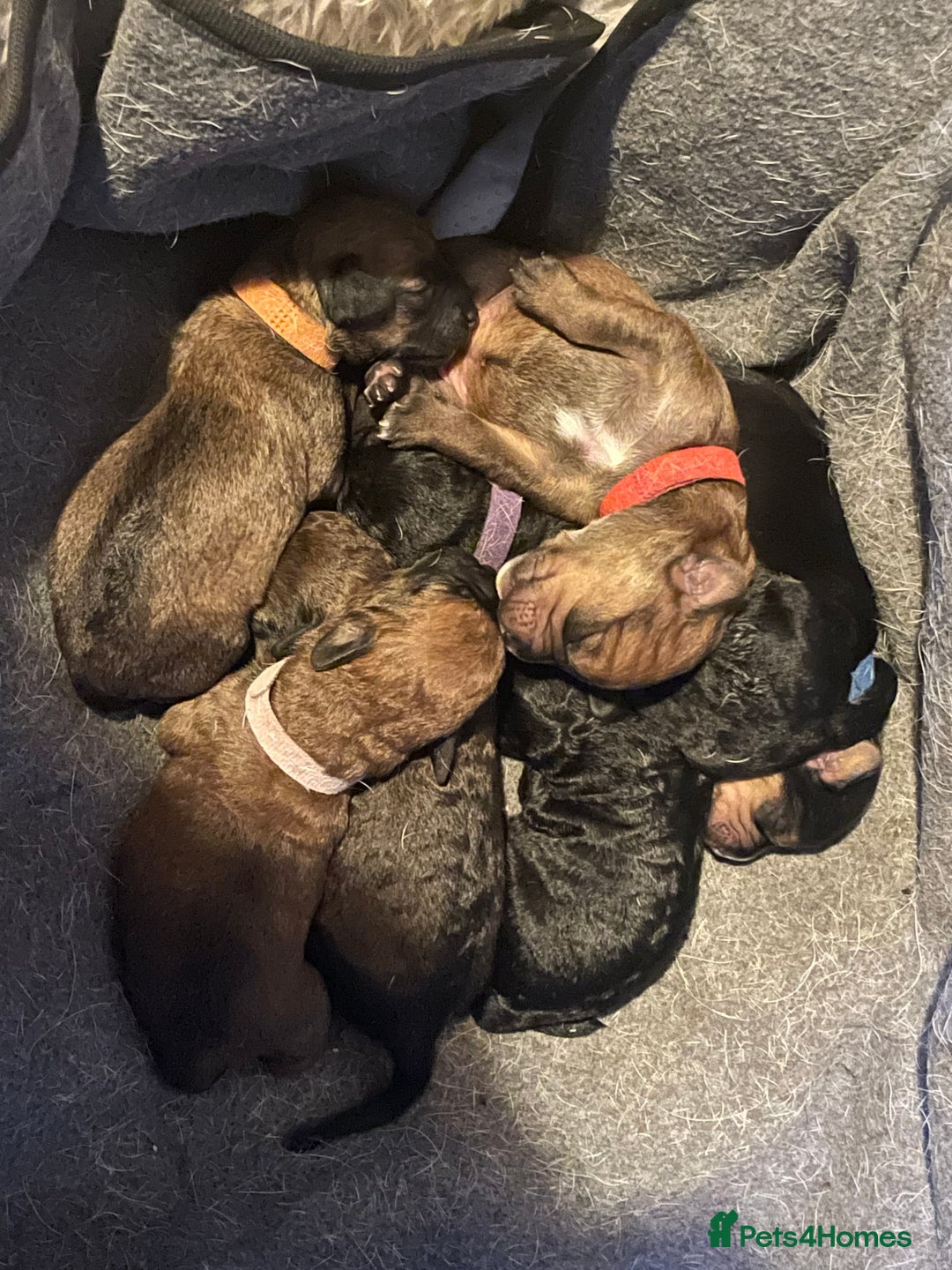 Mixed Breed dogs for sale: Cavapoo/Jack Russell puppies - Image 9