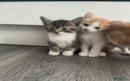 Mixed Breed cats for sale: Beautiful mixed breed ready to leave now x  - Image 7