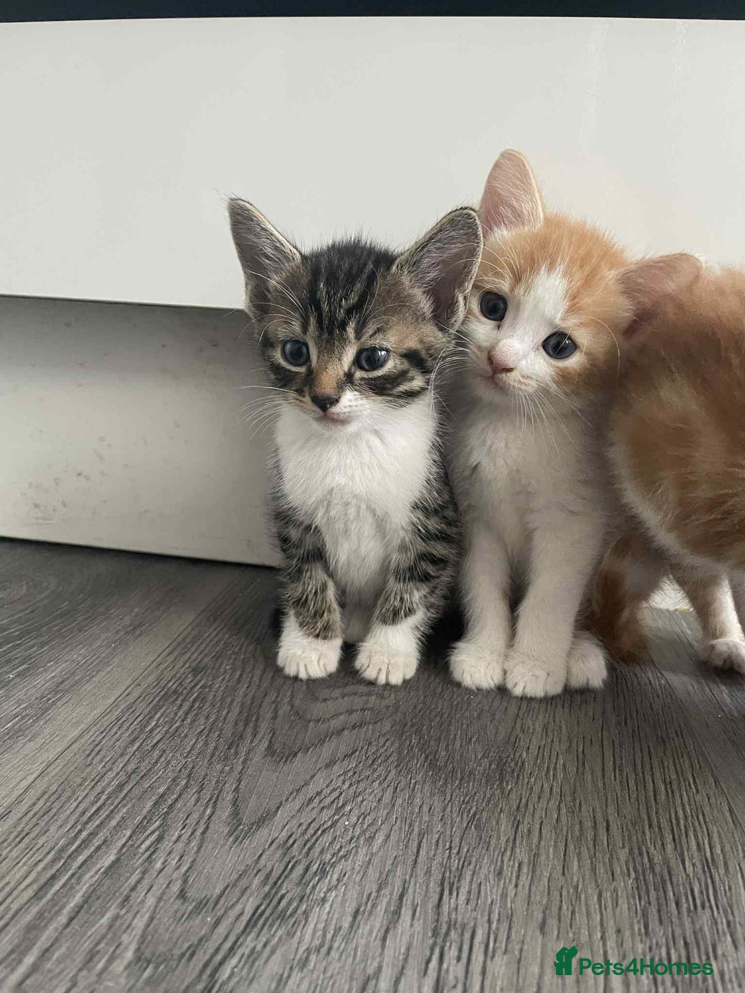 Mixed Breed cats for sale: Beautiful mixed breed ready to leave now x  - Image 7