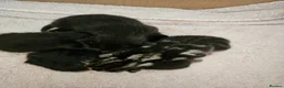 Mixed Breed cats for sale: Ragamese mix kittens Black & Tabby kittens in Haverhill - Advert 3