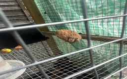 Quail poultry for sale: Quails celedon and italian - Image 5