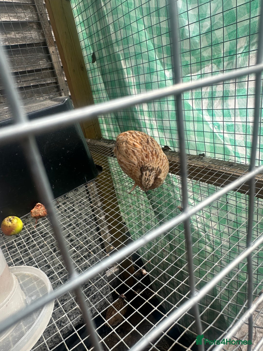 Quail poultry for sale: Quails celedon and italian - Image 5