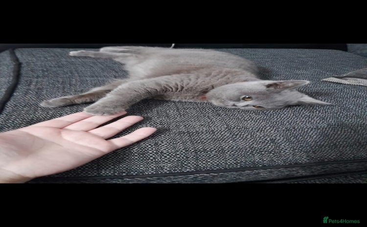 British Shorthair cats - Advert 1