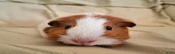Guinea Pig rodents for sale: 3 x female guinea pigs and 2 tier hutch in Southampton - Advert 8