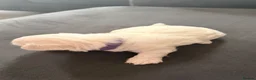 Maltese dogs for sale: 💙🩷 For Sale Beatifull Puppies Maltese💙🩷 - Advert 6
