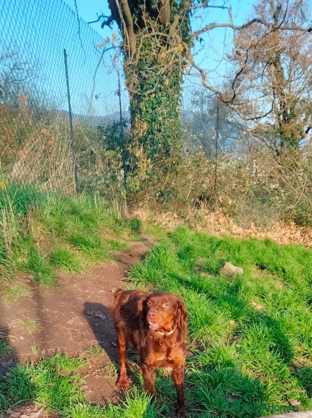 Brittany Spaniel dogs for adoption: Diana, a lovely young Brittany - Advert 3