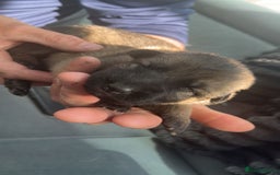 German Shepherd dogs for sale: Beautiful German shepherd girls  - Image 4