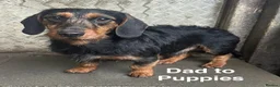 Mixed Breed dogs for sale: Mixed Breed Puppies  - Advert 15
