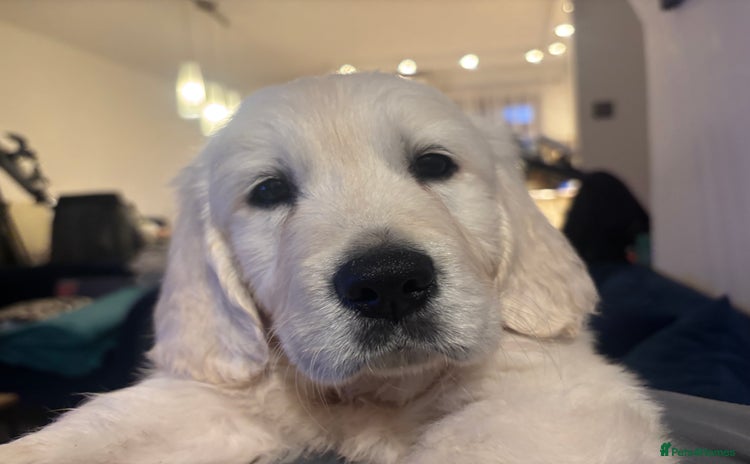 Golden Retriever dogs - Advert 14