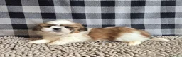 Shih Tzu dogs for sale: Stunning Shih tzu puppies - Advert 2