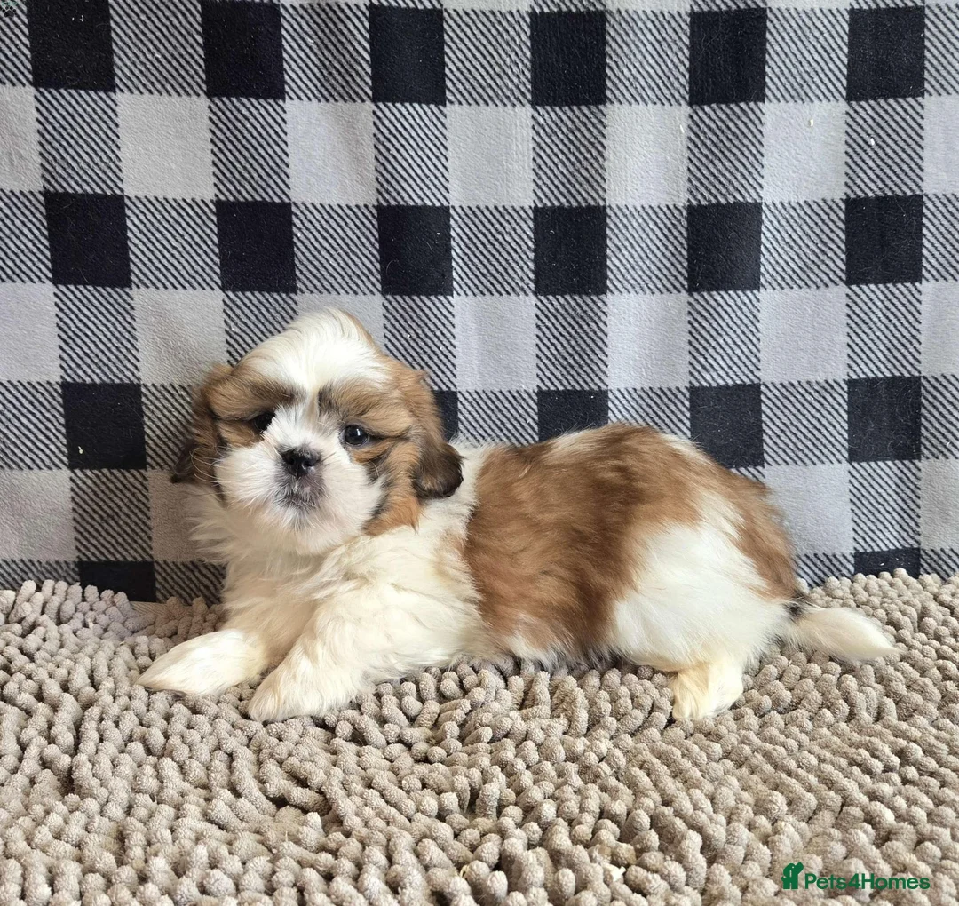Shih Tzu dogs for sale: Stunning Shih tzu puppies - Advert 2