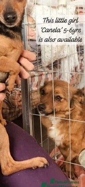 Mixed Breed dogs Canela, 5-6 yrs old. Available for adoption. - Advert 2