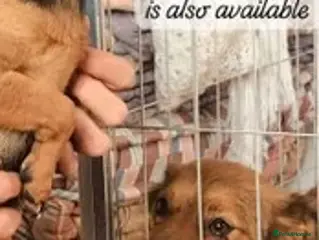 Mixed Breed dogs Canela, 5-6 yrs old. Available for adoption. - Advert 2