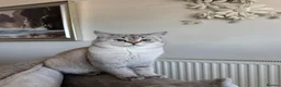 Mixed Breed cats for sale: Scottish Fold/ British Shorthair in Barnet - Advert 1