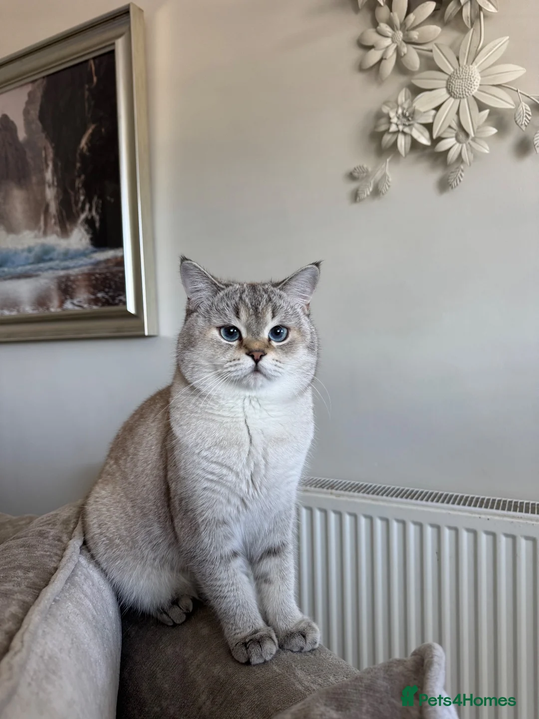 Mixed Breed cats for sale: Scottish Fold/ British Shorthair in Barnet - Advert 1
