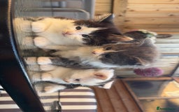 Mixed Breed cats for sale: GORGEOUS LONGHAIRED KITTENS FOR SALE!! - Image 2