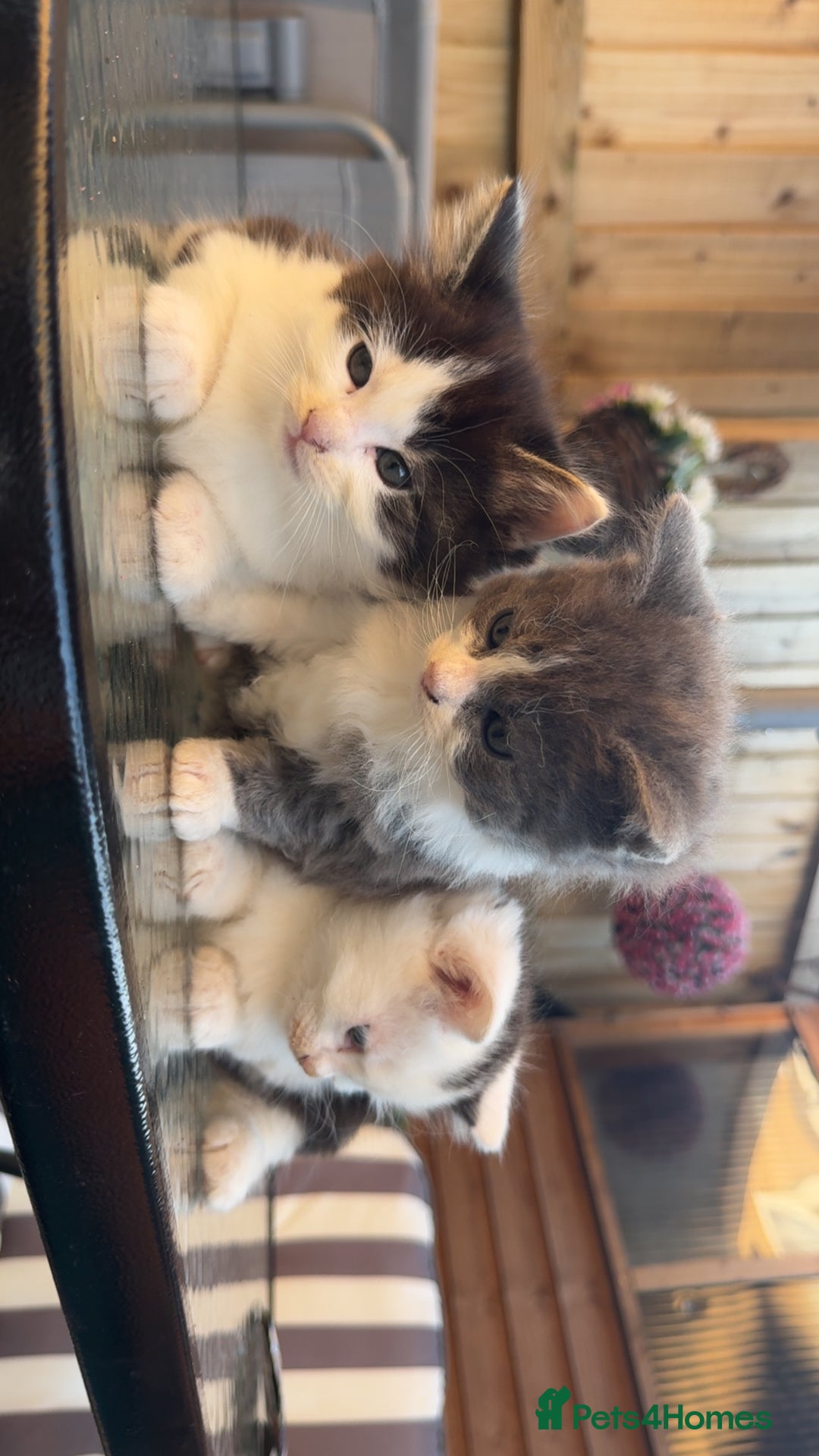 Mixed Breed cats for sale: GORGEOUS LONGHAIRED KITTENS FOR SALE!! - Image 2