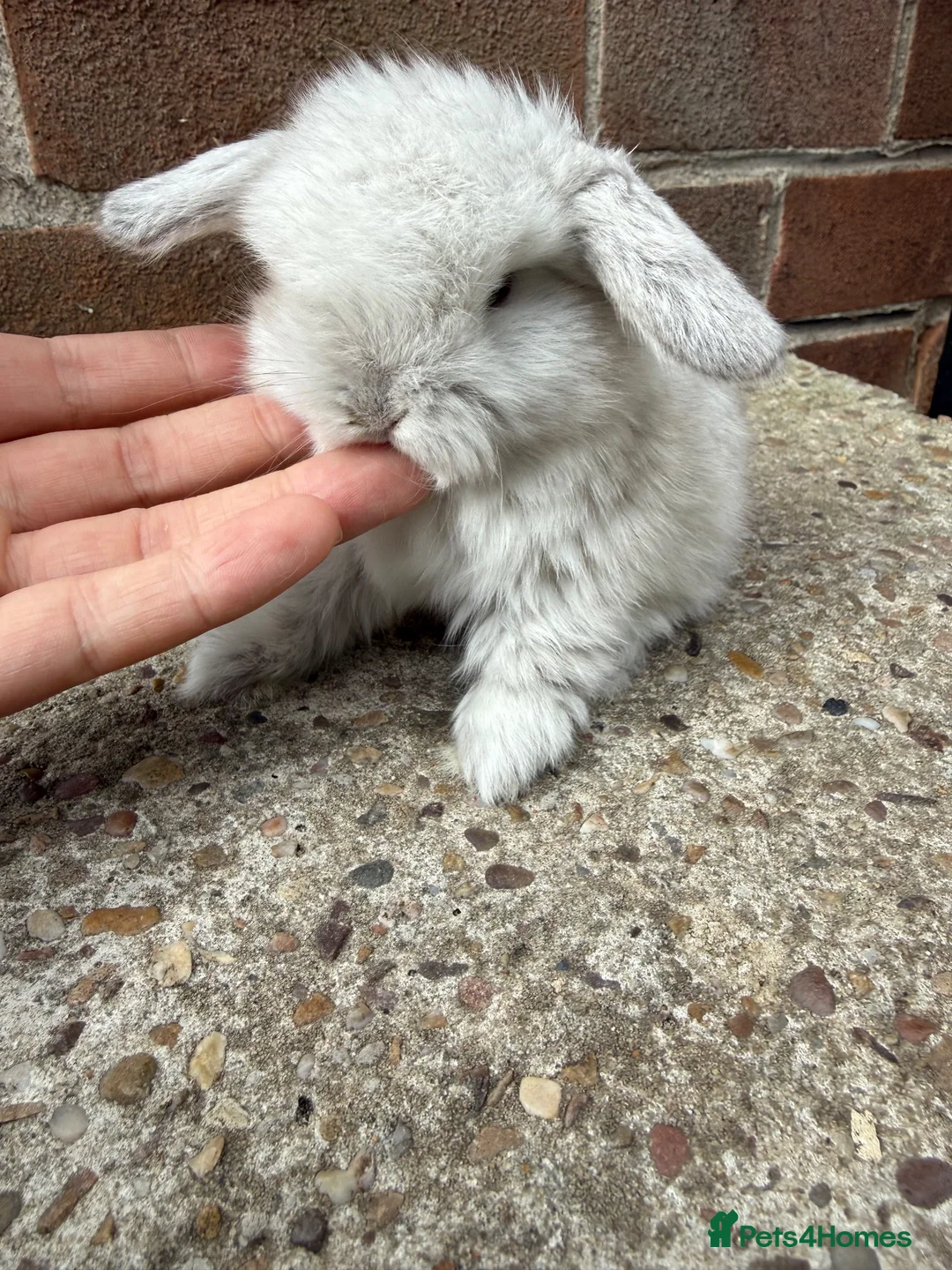 Mini Lop rabbits for sale: Exceptional BRC babies - Advert 2