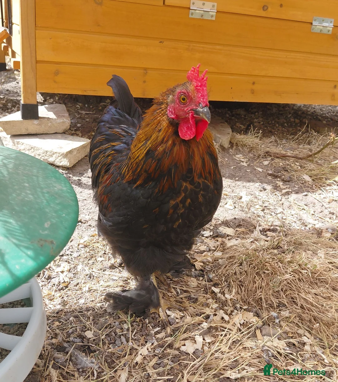 Chickens poultry for sale: Handsome Pekin Cockerels Free - Advert 8