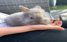 Lionhead rabbits for sale: 7 Beautiful double mane Lionhead Bunnies  - Image 23